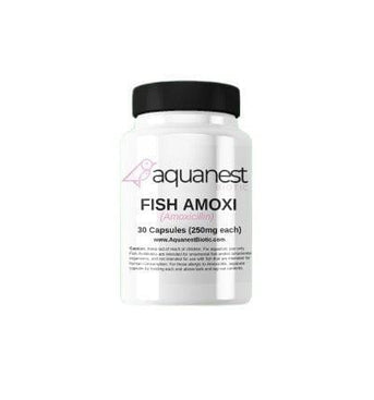 Fish Amoxicillin